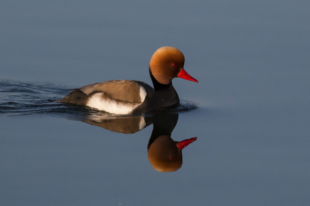 12. Platz Christoph Frank